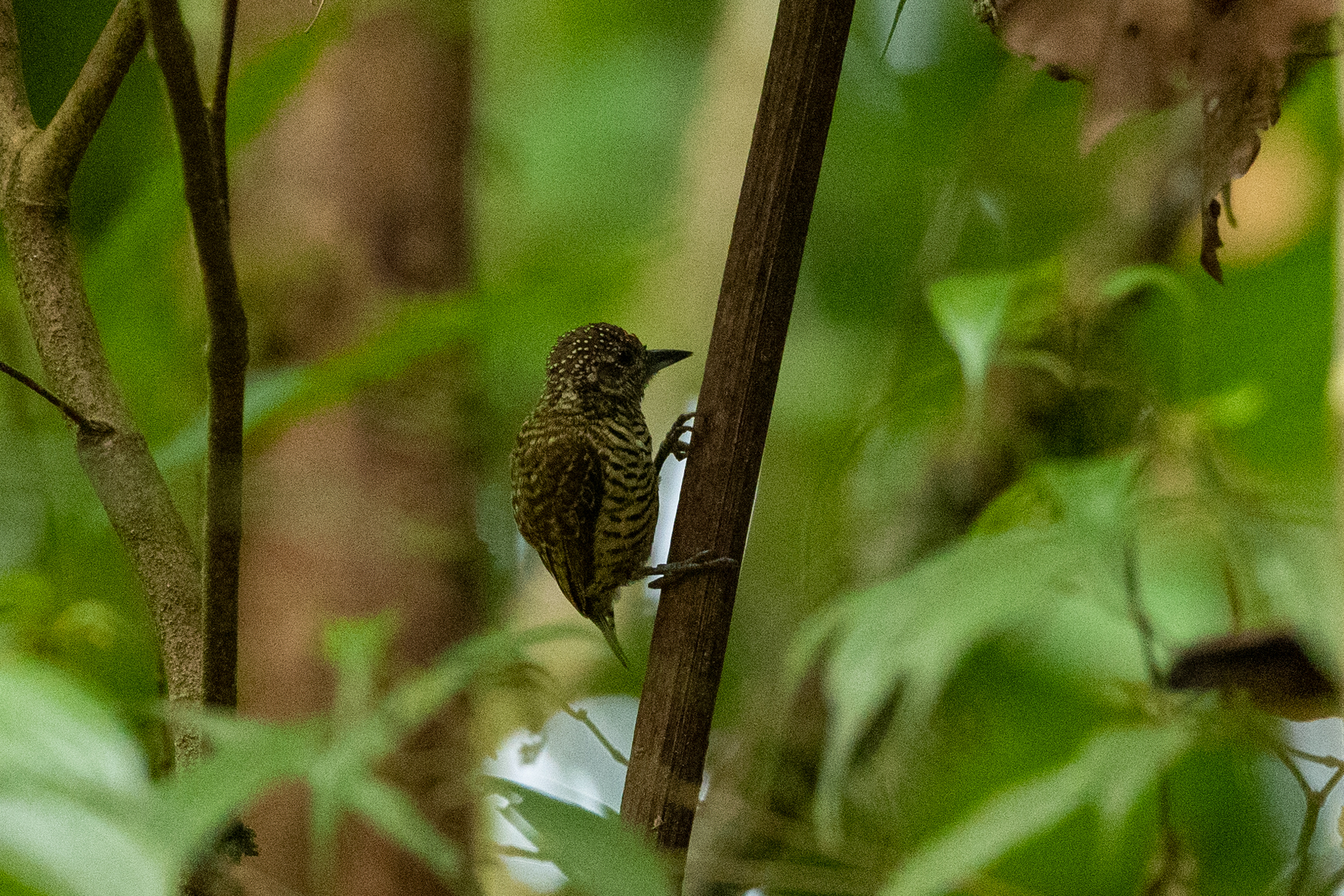 Lafresnaye's Piculet (Picumnus lafresnayi), photo 6