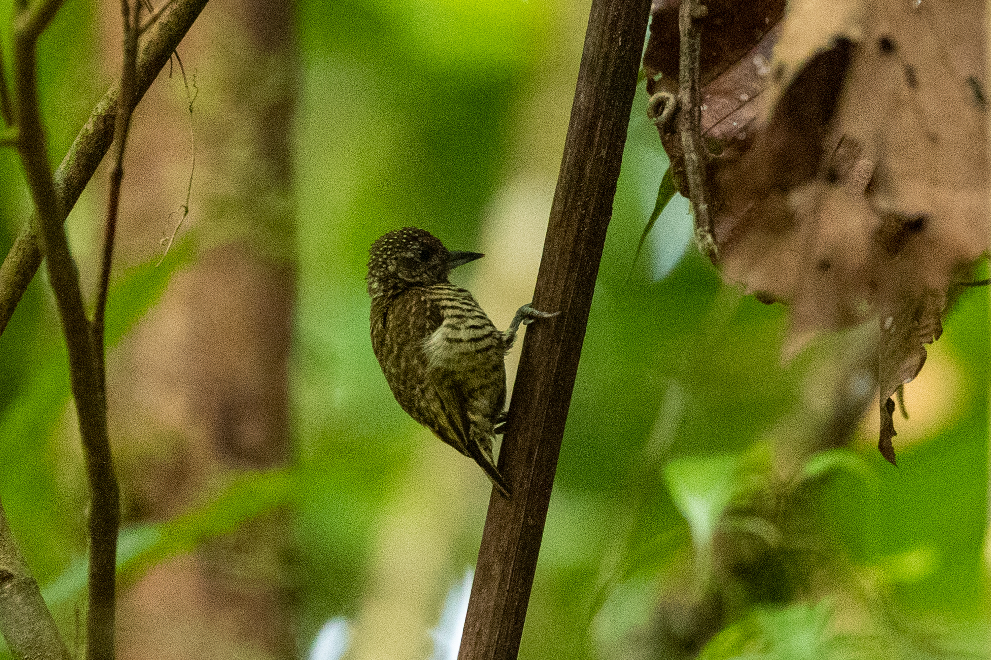 Lafresnaye's Piculet (Picumnus lafresnayi), photo 5