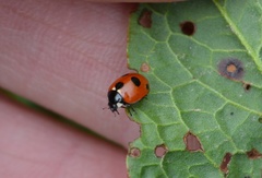 Coccinella quinquepunctata