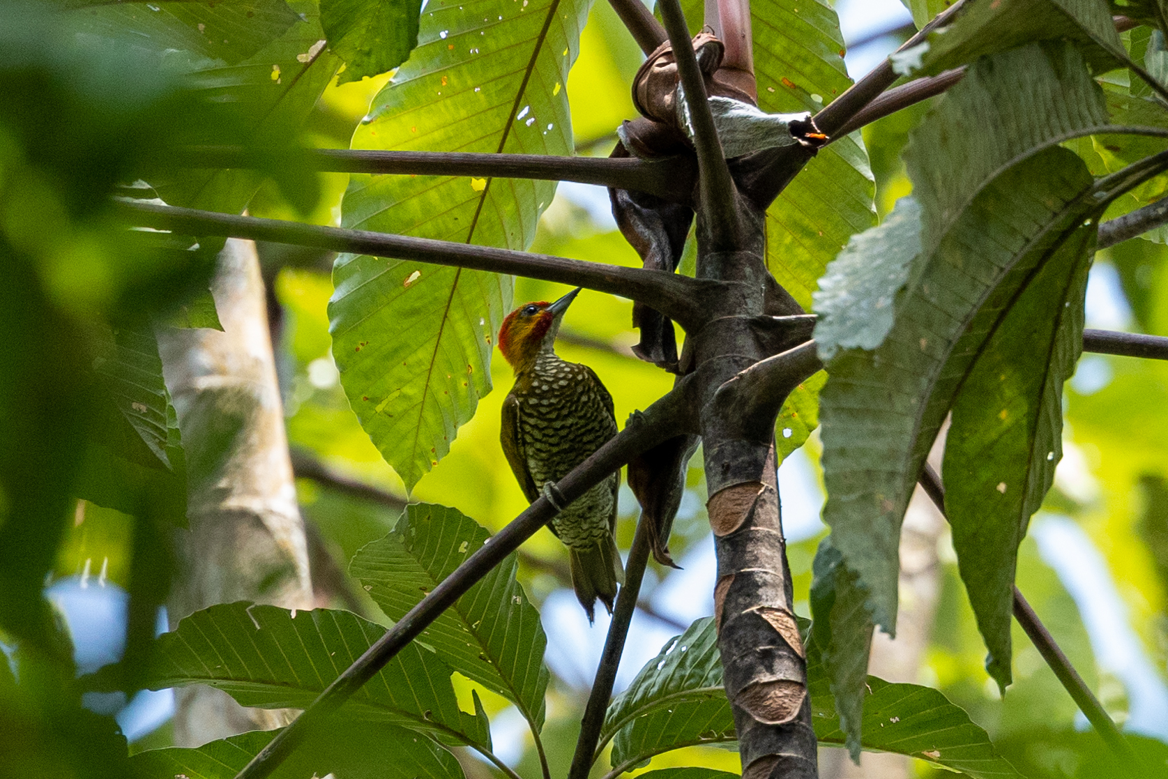 White-throated Woodpecker illustration