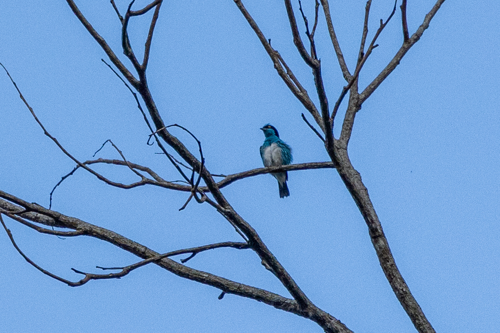 Black-faced Dacnis