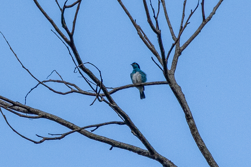Black-faced Dacnis