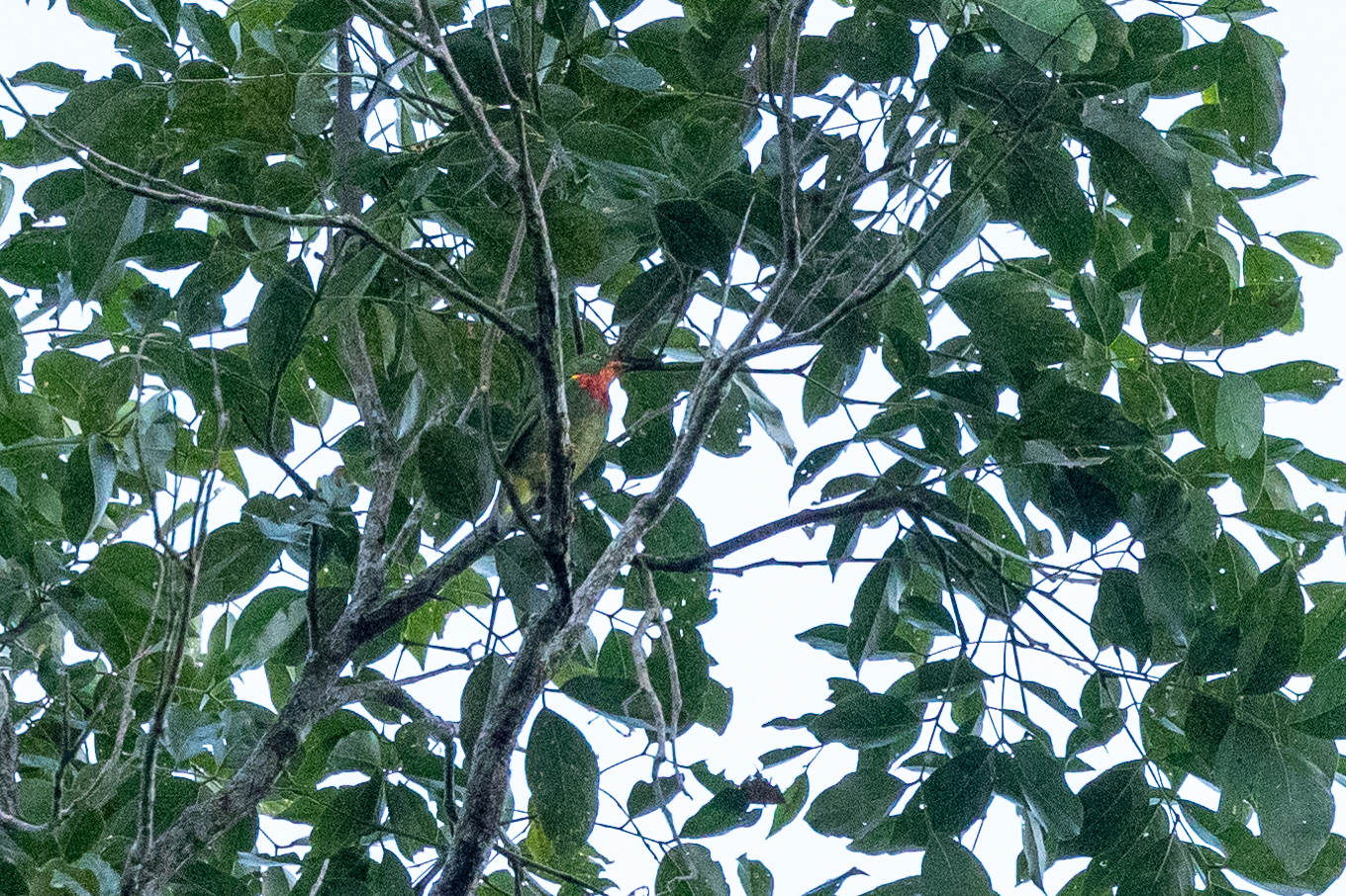 Fiery-throated Fruiteater (Pipreola chlorolepidota), photo 5