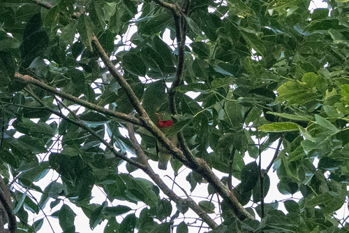 Fiery-throated Fruiteater (Pipreola chlorolepidota), photo 2