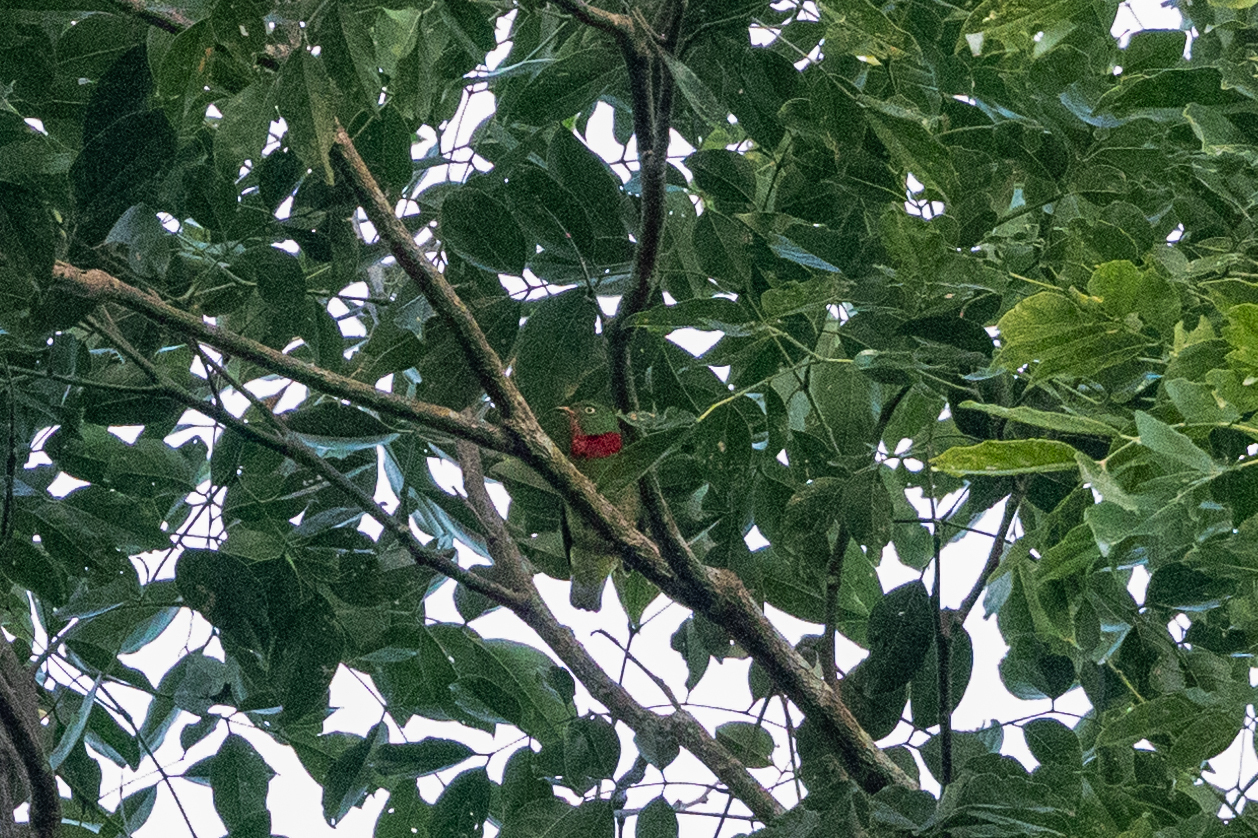 Fiery-throated Fruiteater (Pipreola chlorolepidota), photo 2