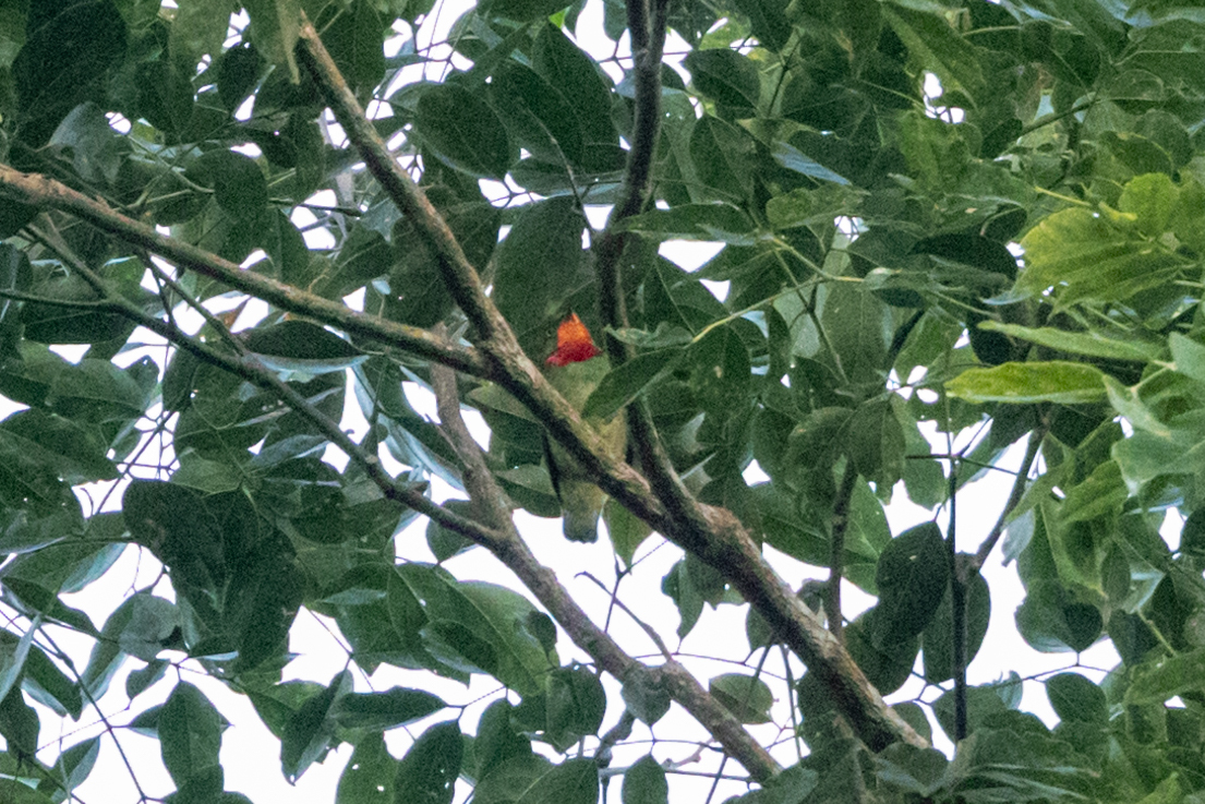 Fiery-throated Fruiteater (Pipreola chlorolepidota), photo 1
