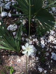 Echites umbellatus