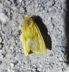 Cirrhophanus pretiosa