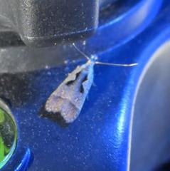 Dichomeris setosella