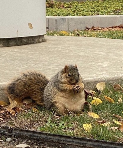 Eastern Fox Squirrel photographed in Michigan