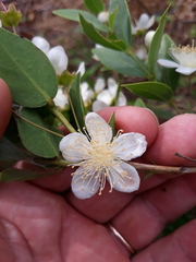 Campomanesia adamantium