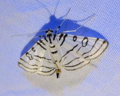 Conchylodes concinnalis