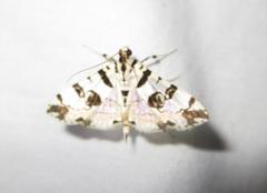 Conchylodes salamisalis