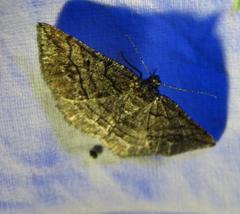 Pterospoda nigrescens