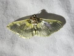 Apilocrocis brumalis