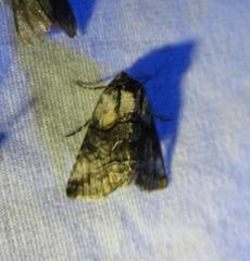 Abrostola microvalis