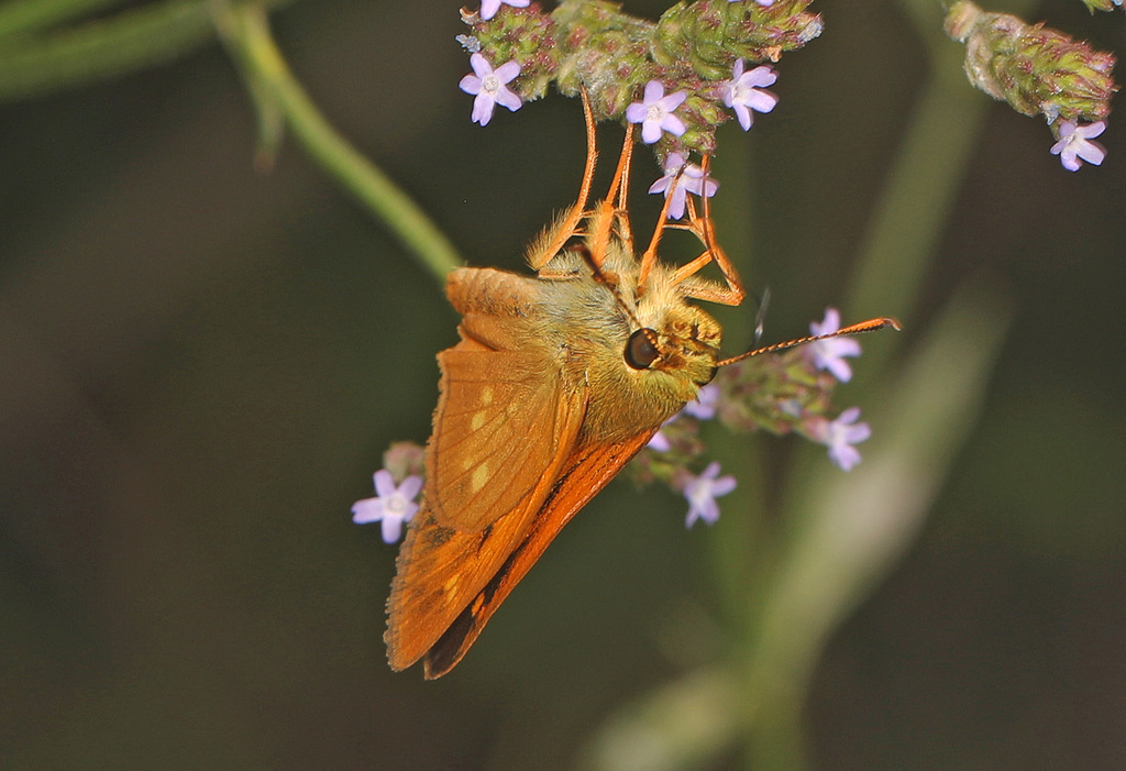 Yehl Skipper