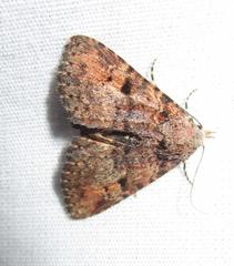 Metalectra quadrisignata