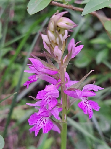 Image of Dactylorhiza saccifera by (c) Leonardo Ancillotto, some rights reserved (CC BY)