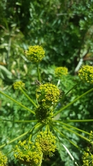 Lomatium dissectum