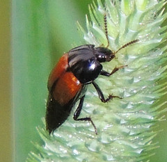 Tachinus fimbriatus