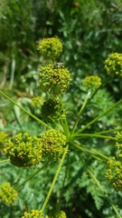 Lomatium dissectum