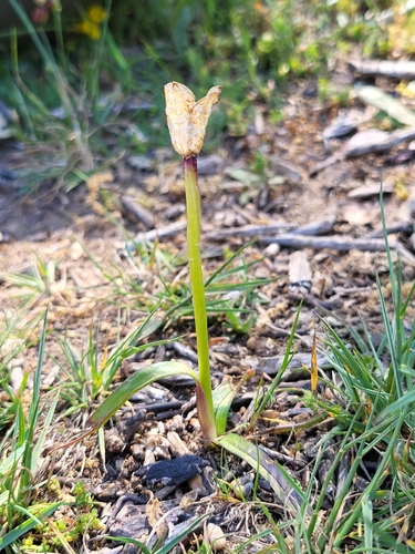 False Meadow Saffron