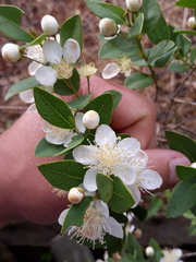 Campomanesia adamantium