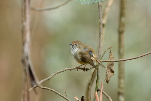 Roststirn-Dornschnabel (Acanthiza pusilla)