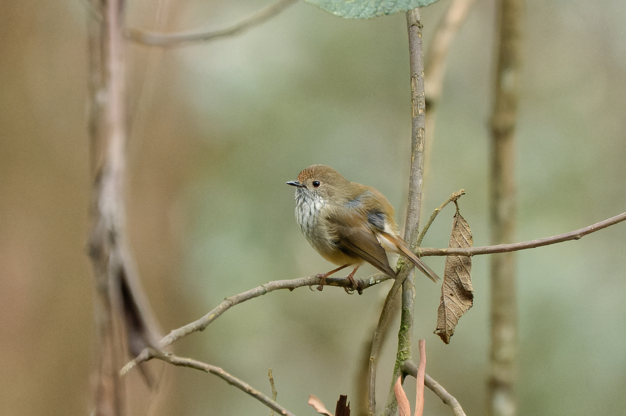 Brown Thornbill illustration