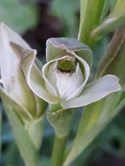 Chloraea membranacea