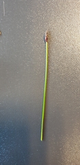 Eleocharis uniglumis