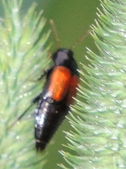Tachinus fimbriatus