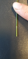 Eleocharis uniglumis