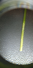 Eleocharis uniglumis