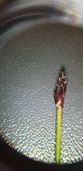 Eleocharis uniglumis