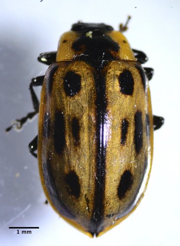 Chrysomela confluens photo 3