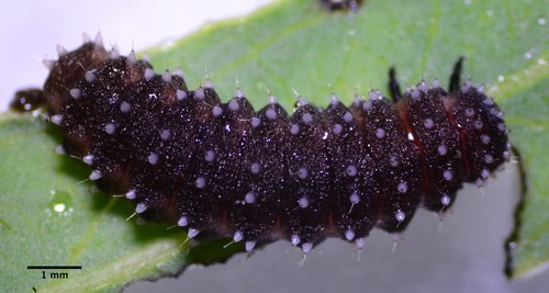 Chrysomela confluens photo 4
