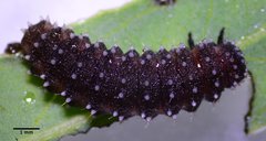 Chrysomela confluens