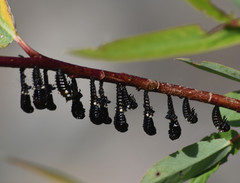 Chrysomela confluens