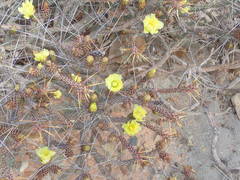 Cylindropuntia tesajo
