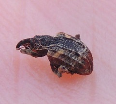 Conotrachelus anaglypticus