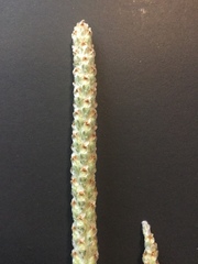 Plantago hookeriana