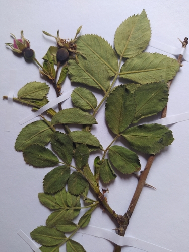 Foto de Rosa silvestre