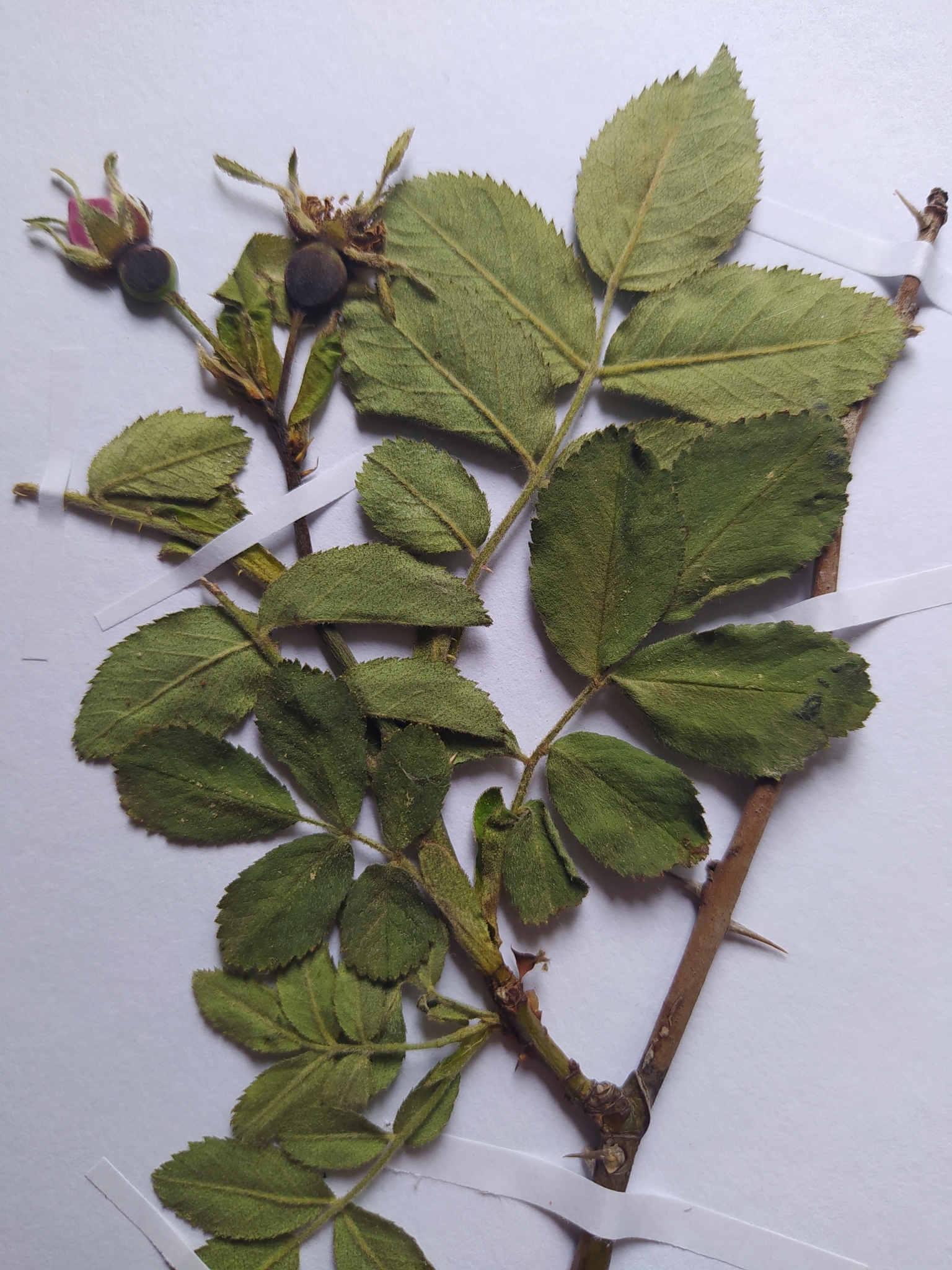 Imagem de Rosa silvestre