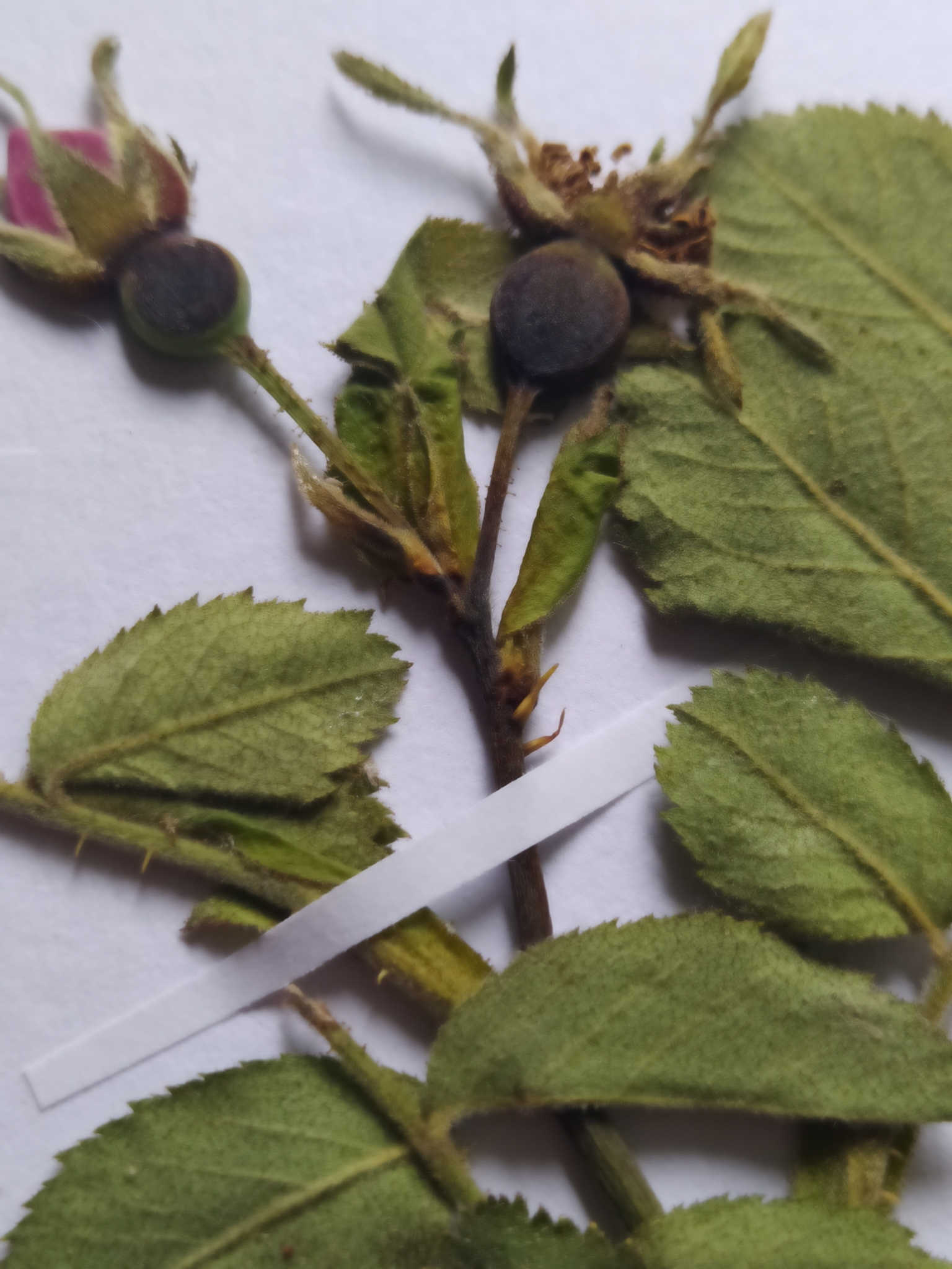 Imagem de Rosa silvestre
