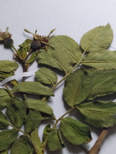 Foto de Rosa silvestre