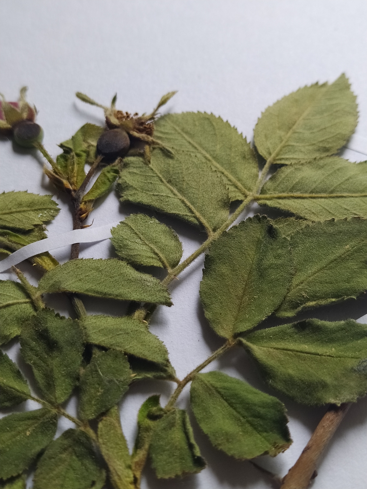 Imagem de Rosa silvestre