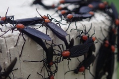 Plecia nearctica image