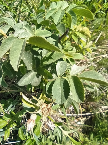 Foto de Rosa silvestre